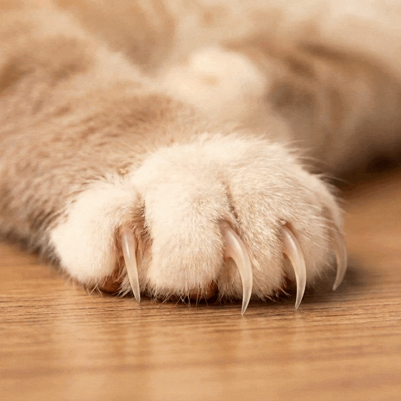 Claw tips before and after