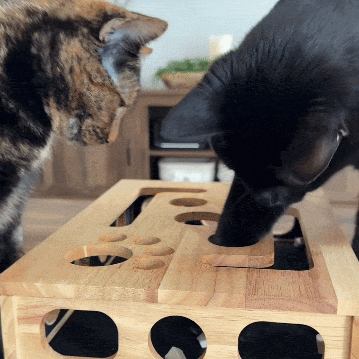 Customer cat warming up to the box