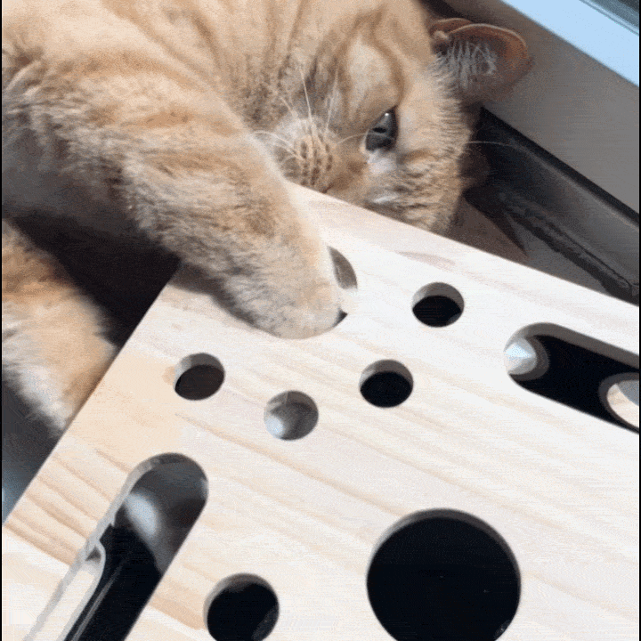 Cat using the box